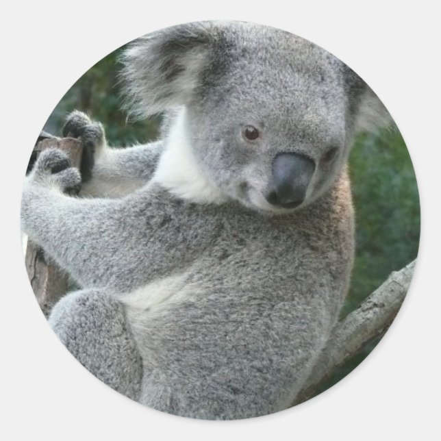 Koala Classic Round Sticker (Front)