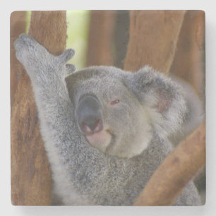 Koala Coaster