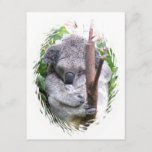 Koala Cuddle Invitation