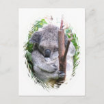 Koala Cuddle Postcard