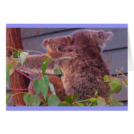 Koala cuddles cards (Front Horizontal)