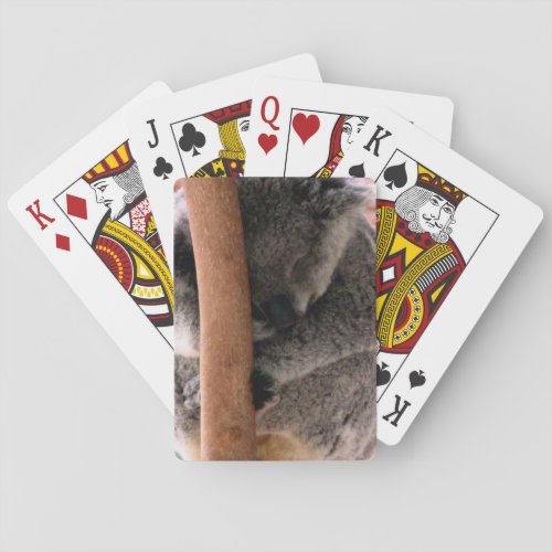 koala cuddles poker cards