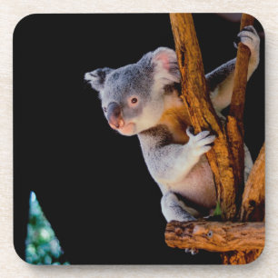 Koala Cute in Tree Gray Beverage Coaster