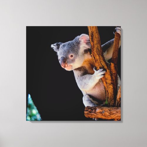 Koala Cute in Tree Gray Canvas Print