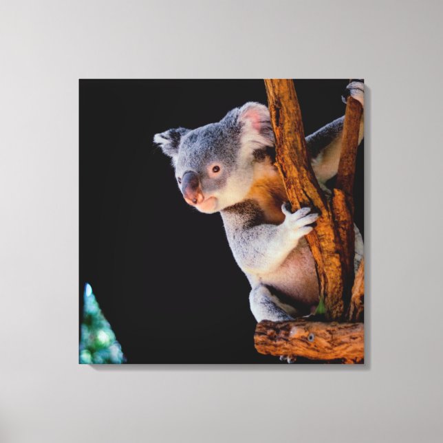 Koala Cute in Tree Gray Canvas Print (Front)