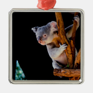 Koala Cute in Tree Gray Metal Ornament