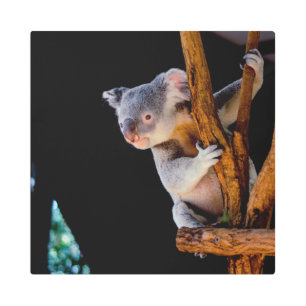 Koala Cute in Tree Gray Metal Print