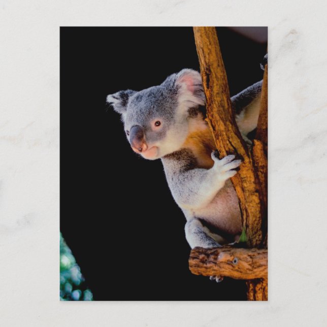 Koala Cute in Tree Gray Postcard (Front)