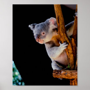 Koala Cute in Tree Gray Poster
