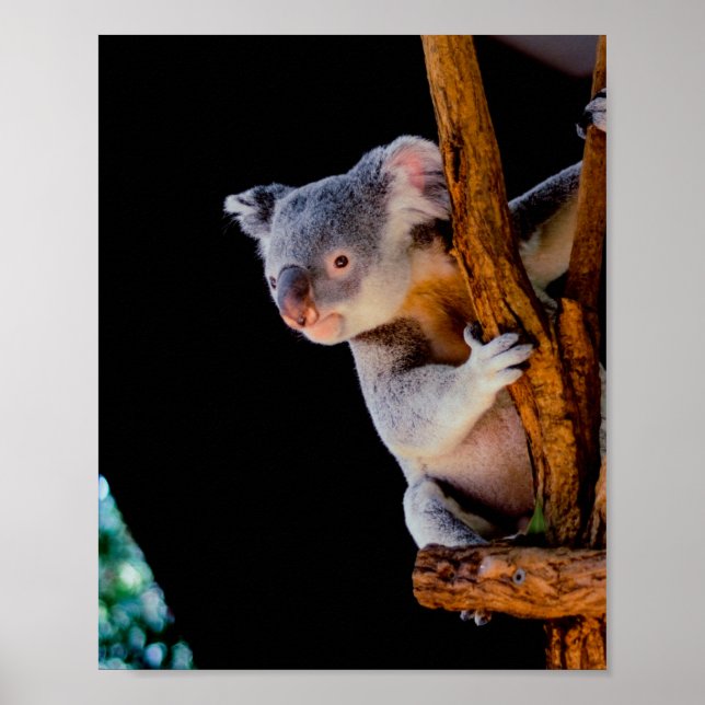 Koala Cute in Tree Gray Poster (Front)