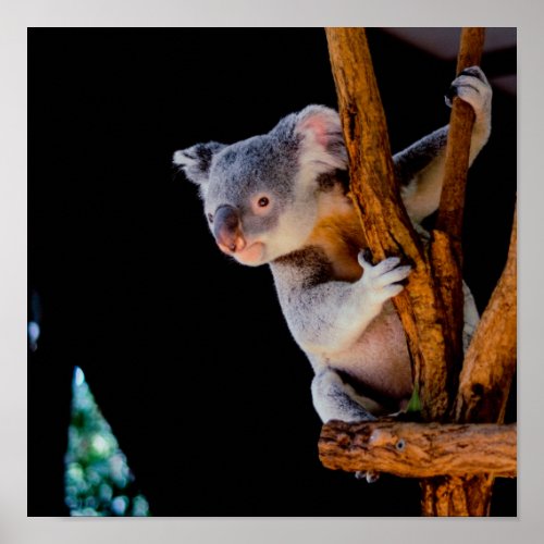 Koala Cute in Tree Gray Poster