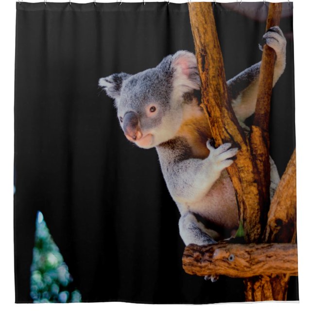 Koala Cute in Tree Gray Shower Curtain (Front)