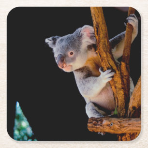 Koala Cute in Tree Gray Square Paper Coaster