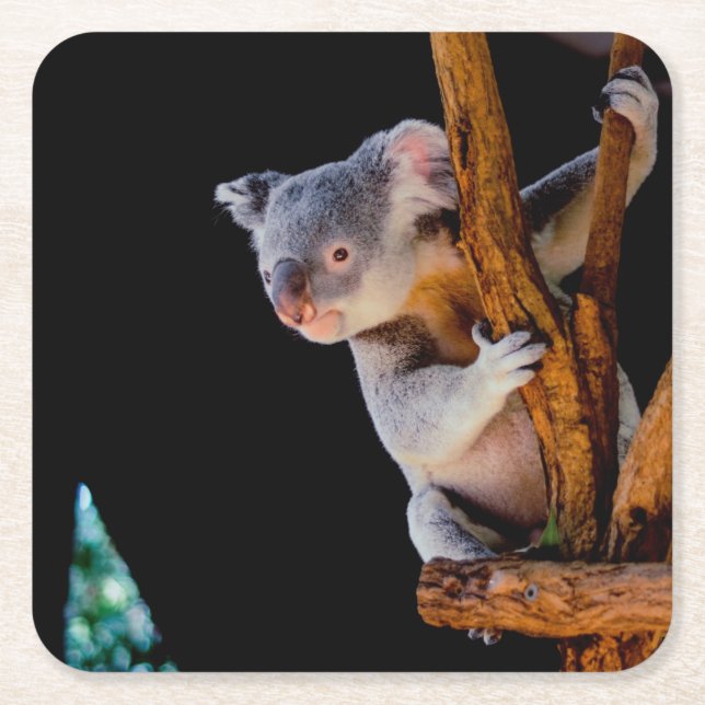 Koala Cute in Tree Gray Square Paper Coaster (Front)