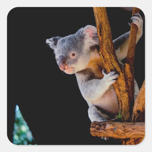 Koala Cute in Tree Gray Square Sticker (Front)