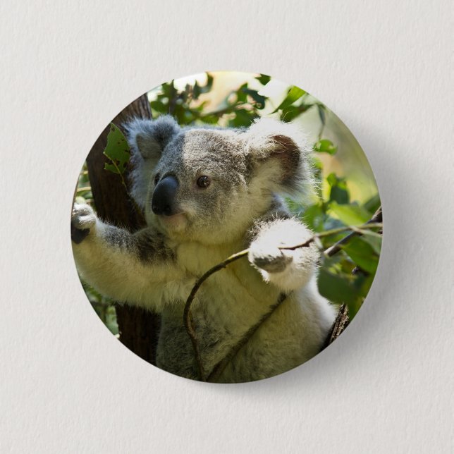 Koala cutie pinback button (Front)