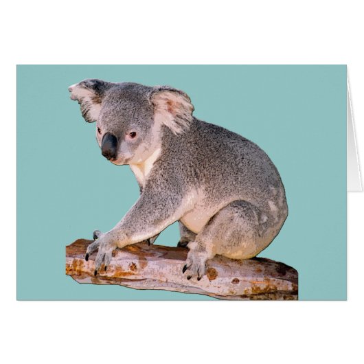 Koala Drawing (Front Horizontal)