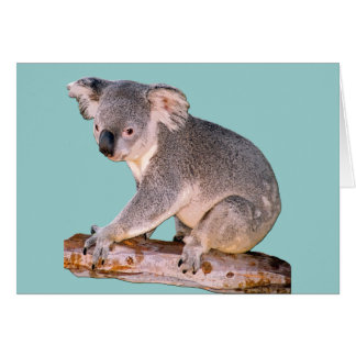 Koala Drawing Cards