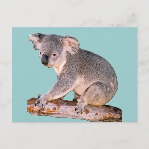 Koala Drawing Postcard