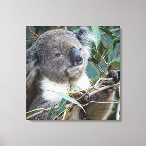 Koala eating eucalyptus _ photograph on canvas