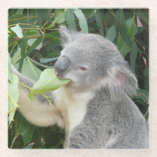 Koala Eating Gum Leaf Glass Coaster