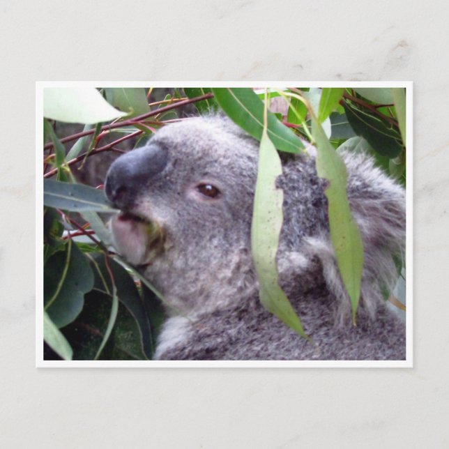 koala eats postcard (Front)