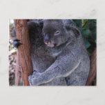 Koala Family Postcard