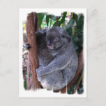 Koala Family Postcard
