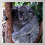 Koala Family Poster Print