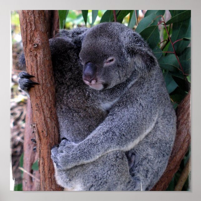 Koala Family Poster Print (Front)