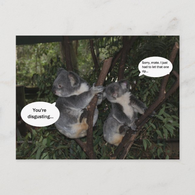 Koala fun postcard (Front)