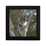 Koala Gift Box
