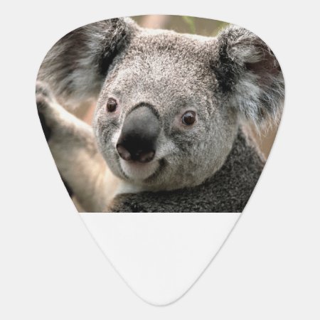 Koala Guitar Picks