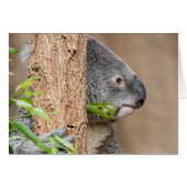 Koala Headshot (Front Horizontal)