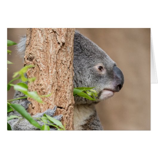 Koala Headshot Cards (Front Horizontal)