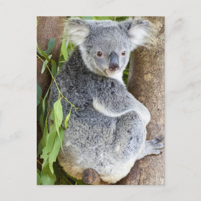 Koala in a Tree Photo Postcard (Front)