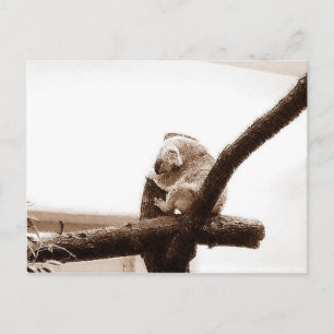 Koala in Austria Postcard