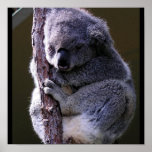 Koala in Tree Poster