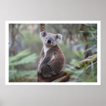 Koala in Tree Poster