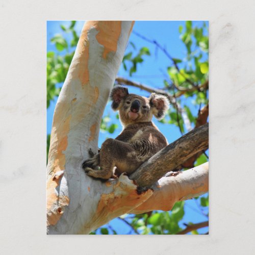 KOALA IN TREE QUEENSLAND AUSTRALIA POSTCARD