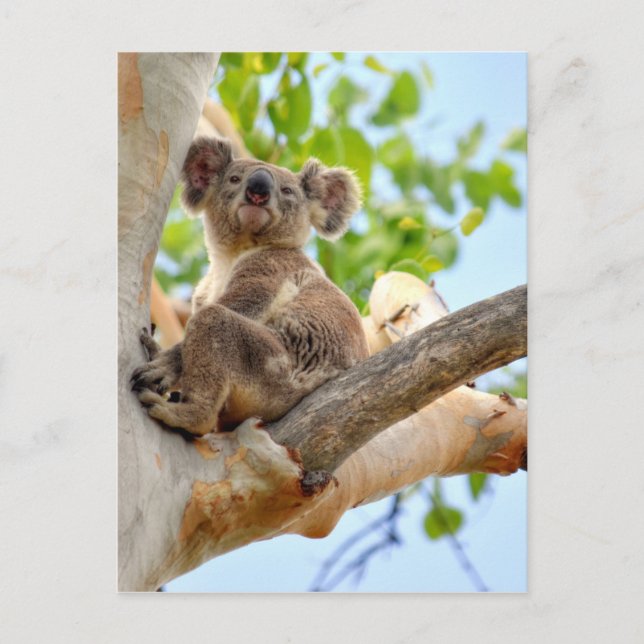 KOALA IN TREE QUEENSLAND AUSTRALIA POSTCARD (Front)