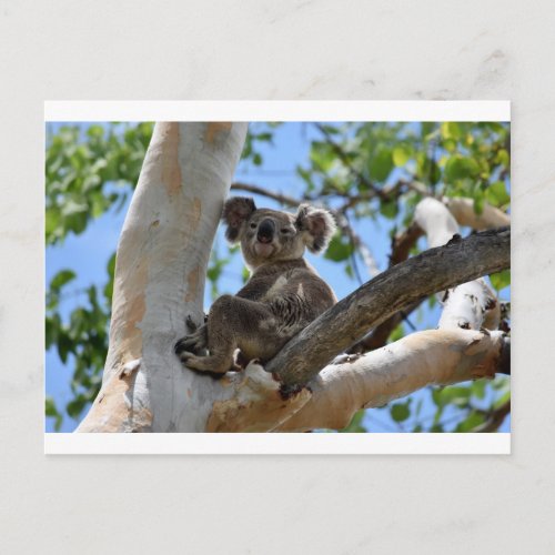 KOALA IN TREE RURAL QUEENSLAND AUSTRALIA POSTCARD