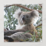 Koala Invitations