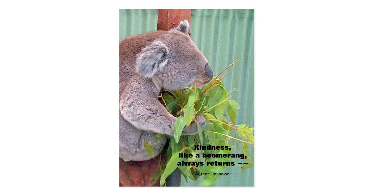 Koala Kindness Quote Postcard | Zazzle