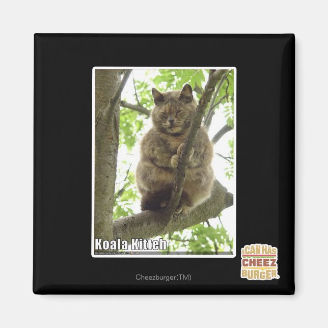 Koala Kitteh Magnet (Front)