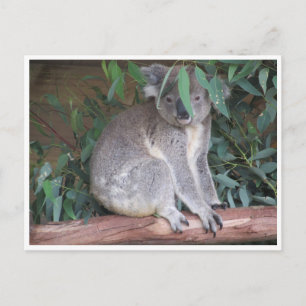 koala leaves postcard