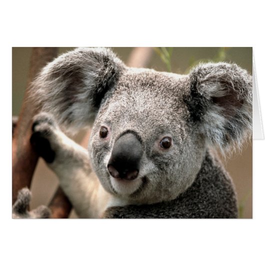Koala line cards (Front Horizontal)