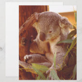 Koala love (Front/Back)