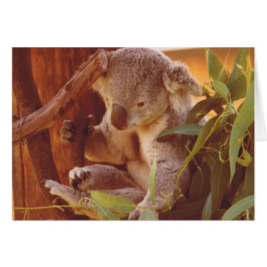 Koala love cards (Front Horizontal)