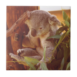 Koala love ceramic tile